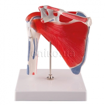 Shoulder Joint with Rotator Cuff - 5 part