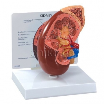 Kidney Normal