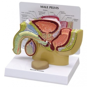 Male Pelvis with Prostate