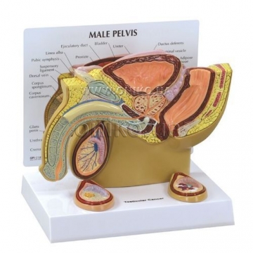 Male pelvis with testicles