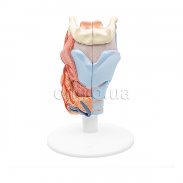 Human Larynx Model, 2 part