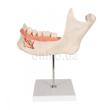 Half Lower Human Jaw Model, 3 times Full-Size, 6 part