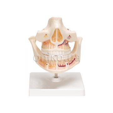 Adult Denture Model with Nerves and Roots