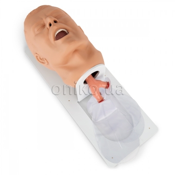 Economy Adult Airway Management Trainer with Board