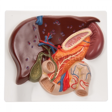 Liver Model with Gall Bladder, Pancreas & Duodenum