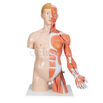 Life-Size Dual Sex Human Torso Model with Muscle Arm, 33 part