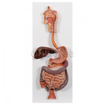 Human Digestive System Model, 2 part