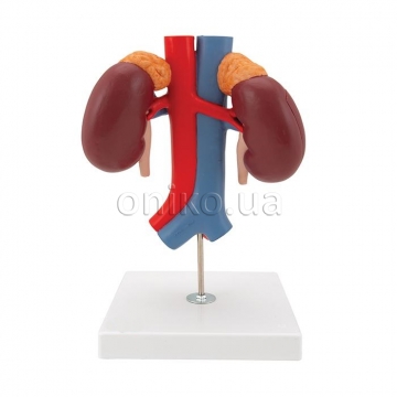 Kidneys with Vessels - 2 Part