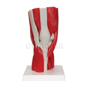 Модель коленного сустава с мышцами, 12 частей