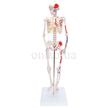 Міні-кістяк людини з черепом з 3-х частин і м'язами