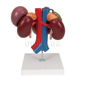 Kidneys with Rear Organs of the Upper Abdomen