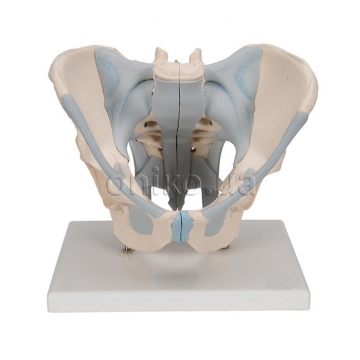 Male pelvis with ligaments