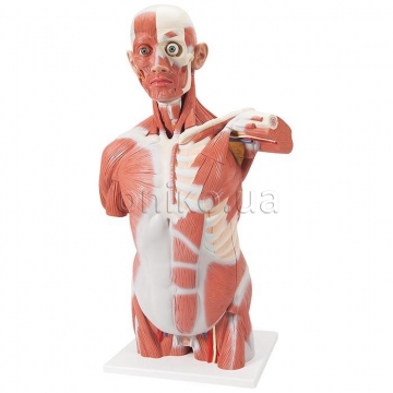 Life-Size Human Muscle Torso Model, 27 part