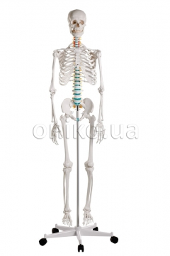 Дидактичний скелет «Оскар»