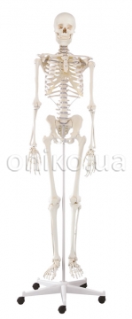 Скелет «Віллі»