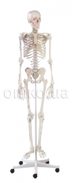 Скелет «Арнольд» з позначеннями м’язів