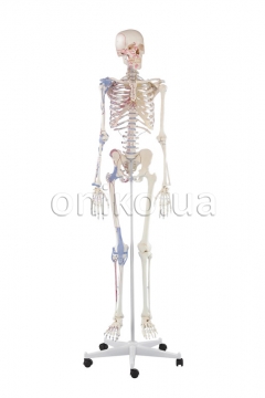 Скелет «Берта» с разметкой мышц и связками