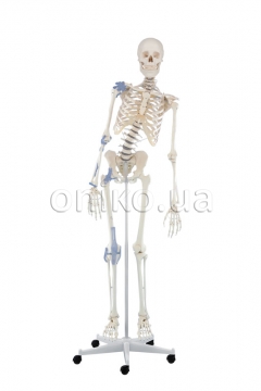 Skeleton “Toni” with movable spine and ligaments