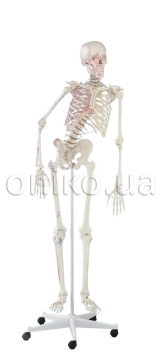 Skeleton “Peter” with movable spine and muscle markings