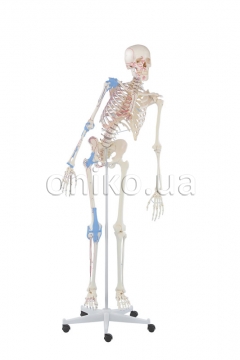 Скелет «Макс» с подвижным позвоночником, с обозначениями мышц и связками