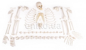 Скелет у розібраному вигляді (колекція кісток)