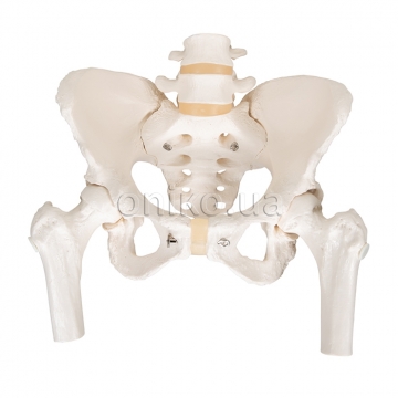 Human Pelvis Skeleton Model, Female with Movable Femur Heads