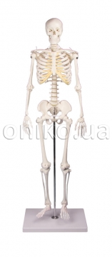 Miniature – Skeleton “Tom”
