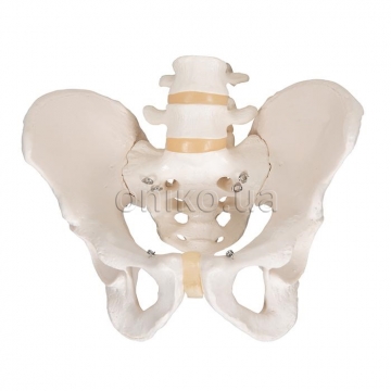 Human Male Pelvis Skeleton Model