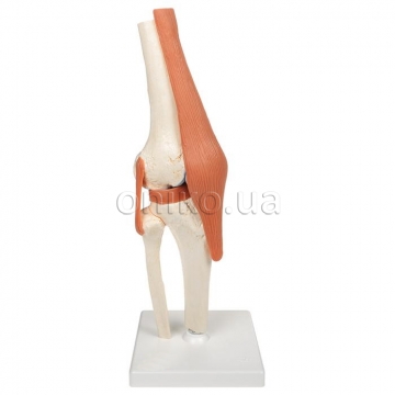 Deluxe Functional Knee Joint Model