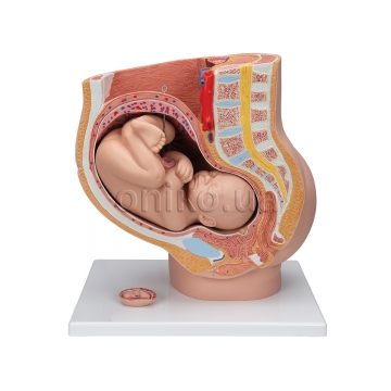 Pregnancy Pelvis Model in Median Section with Removable Fetus (40 weeks), 3 part