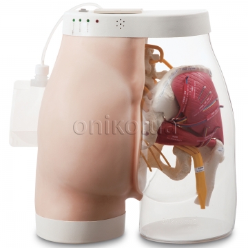 Intramuscular Injection Model of Buttocks