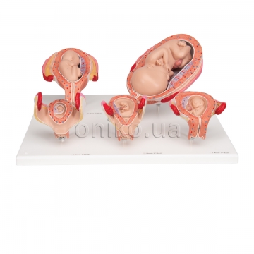 Pregnancy Models Series, 5 Embryo & Fetus Models on a Base