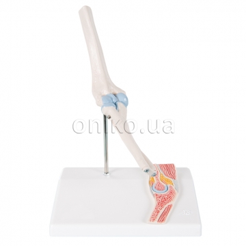 Mini Human Elbow Joint Model with Cross Section