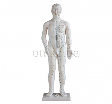 Фигура человека с акупунктурой, мужская 70 см