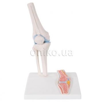 Мини-модель коленного сустава человека с поперечным сечением