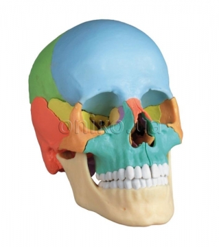 Osteopathy skull model, 22 part