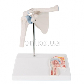 Mini Human Shoulder Joint Model with Coss Section