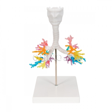 CT Bronchial Tree Model with Larynx