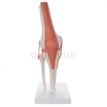 Функциональная модель коленного сустава человека со связками