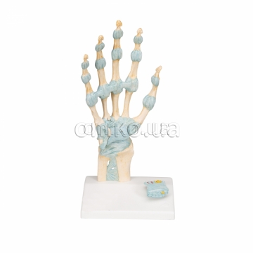 Hand Skeleton Model with Ligaments & Carpal Tunnel