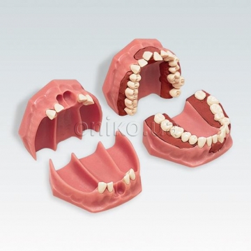 Orthodontic exercises