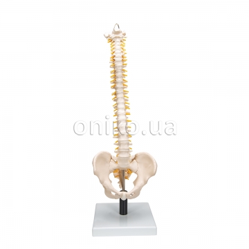 Flexible Human Spine Model with Soft Intervertebral Discs
