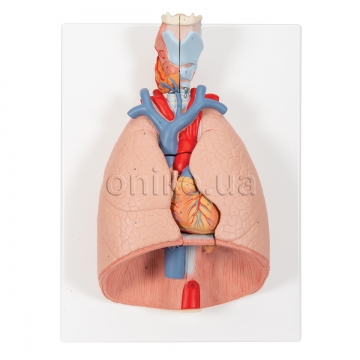 Human Lung Model with Larynx, 7 part