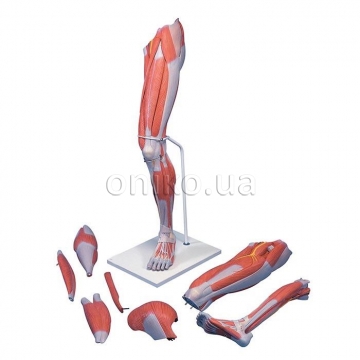 Life-Size Deluxe Muscle Leg Model, 7 part