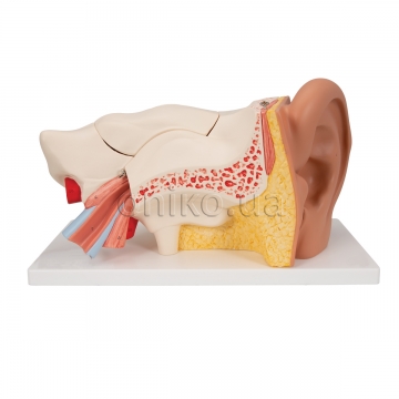 Human Ear Model, 3 times Life-Size, 6 part