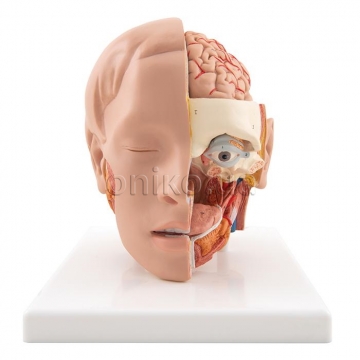 Human Head Model, 6 part