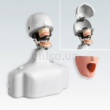 Complete sets with shoulder torso for working on a dental chair