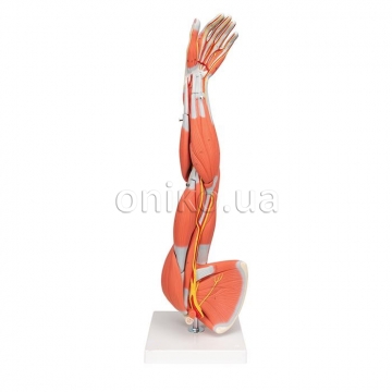 Muscle Arm Model, 3/4 Life-Size, 6 part