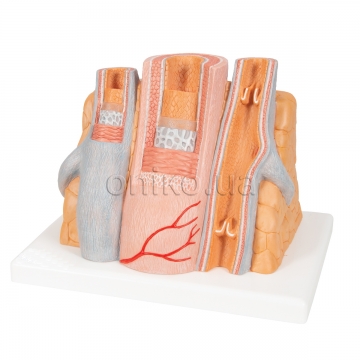 Artery & Vein Model, 14 times Enlarged