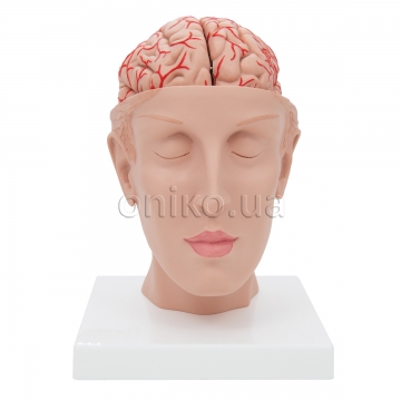 Human Brain Model with Arteries on Base of Head, 8 part